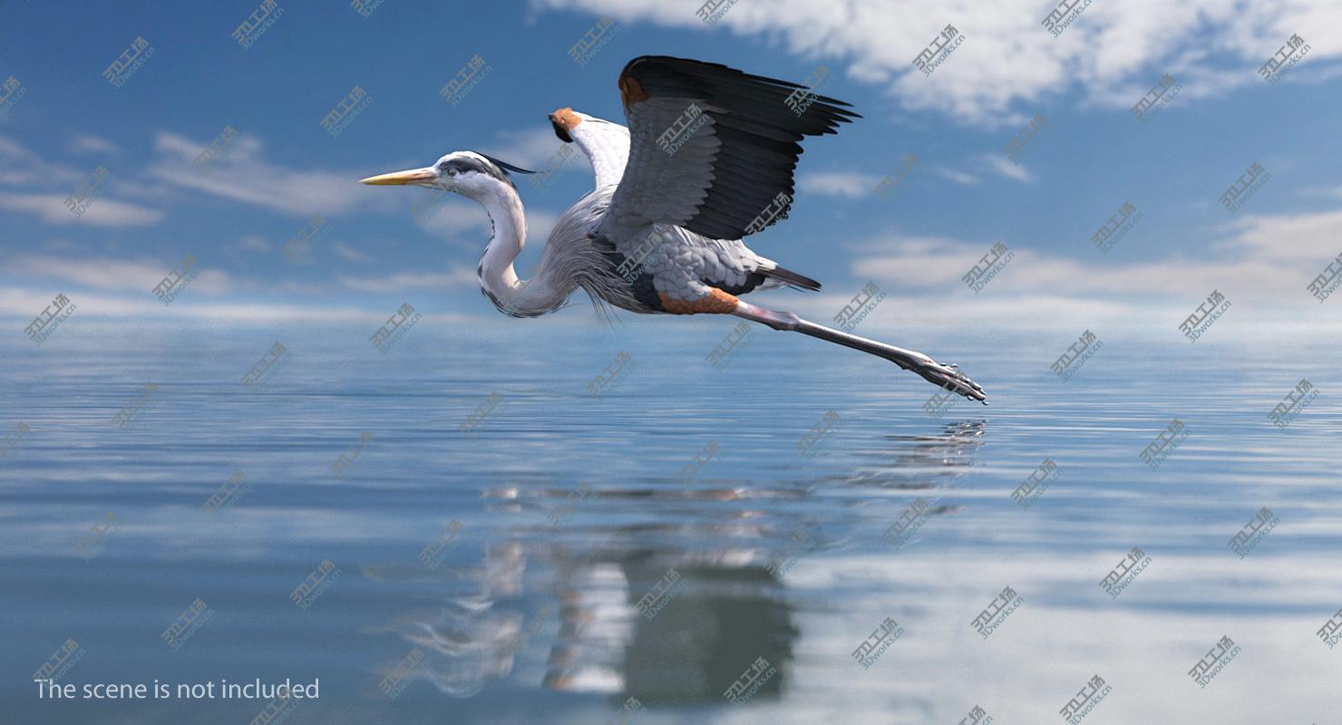 images/goods_img/202104092/Great Blue Heron Rigged for Maya 3D model/5.jpg